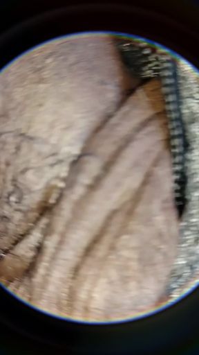 Soft Uncut Black Big Dick Slow Mo