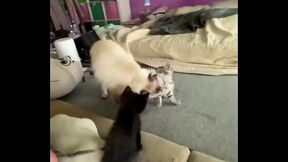I love cats! ️ Mia was the best cat mom possible. I rescued her pregnant from a bad household, and she is such a ...