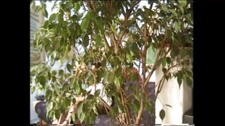 Pompino, trio, scopata, mangiare la figa &#8211; Trio anale per una MILF matura con i capelli colorati