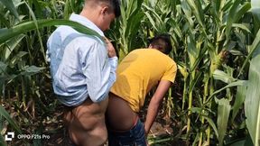 Indian Gay - Today Collage Boy &amp;amp; College Teacher I Saw A Corn Field Side Of The Forest So I Enjoyed Going To The Corn Field