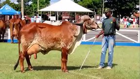 Fudendo novinha de curvelo