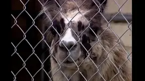 Brittney Fucked Hard by a Big Cock