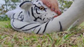 Crushing large tiger barefoot