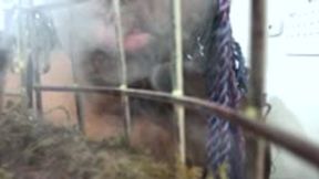 giantess - From the Cage: Helpless Under Her Reign POV, female domination, goddess worship 1080