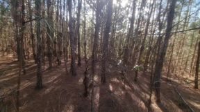 bruxa ordena que, turista perdido na floresta faca ela ter um orgasmo pra nao ser enfeiticado! halloween