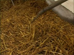 Big and Juicy Asses (full Porn Movie)