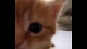 Un gato, no es gay pero simplemente epico