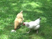 Teaser Clip for A Day in The Life of The Naughty FarmGirl