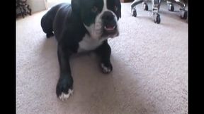 This perfect sexy milf with big tits is ideal to please with a big black cock