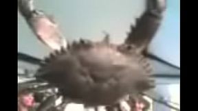 o v&iacute_deo mais magn&iacute_fico do mundo, un siri facendo pa