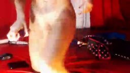 Afrodita Playing with Dildo and Squirt