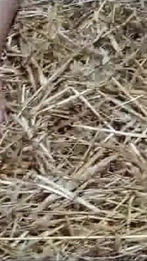 A Lesbian in a Haystack 3