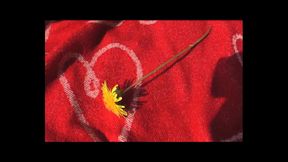 Outdoor Sexual Adventure XXX - (episode #01)