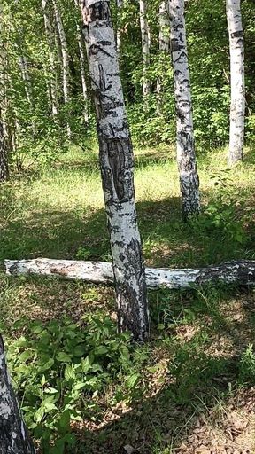 Masturbating on the Tree Using Dry Twig. Hairy Cunt in the Forest