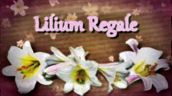 Lilium Regale's Trans Delight: Self Sucking Futa Bliss