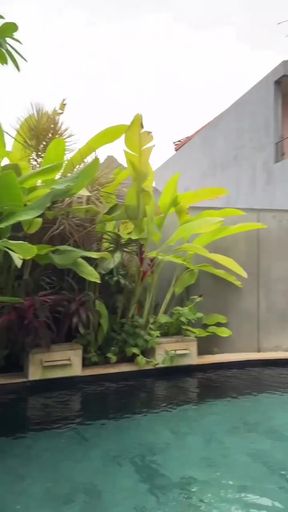Swimming pool with tropical plants