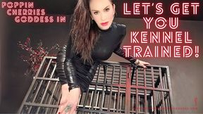 Let's Get You Kennel Trained!