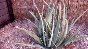 Aloe Plant