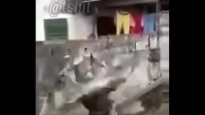 shitpost paulista ddd 11
