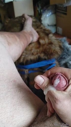 Tugging the Cock