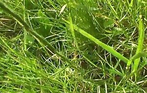 Hot babe nessa devil assfucked on a meadow