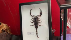 Humiliation et tabassage de Perco la mauviette ! 🥩 Humiliation and beating of Perco the wimp!