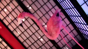 Two attractive lesbian sluts get naked and have horny lesbian sex in a room