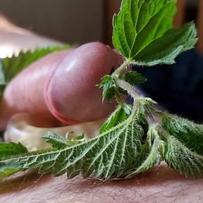 Cock Dick and balls massaged, kneaded and burned with stinging nettle leaves