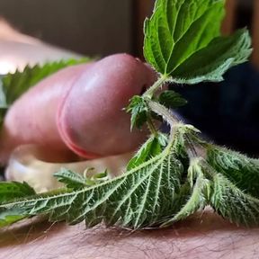 Cock Dick and balls massaged, kneaded and burned with stinging nettle leaves