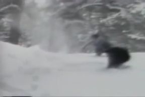 Classic 12 Mountain Fever