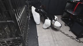 The white little female dog in the iron cage