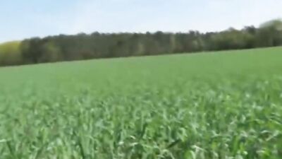 Amateur couple is so horny that they even have outdoor sex in a corn field