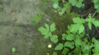 walking barefoot through the forest and peeing everywhere -hairy bush pussy peeing