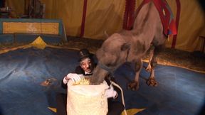 Pierced chick anally banged