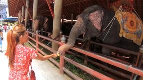Elephants feeding with amateur Thai girlfriend and sex at home