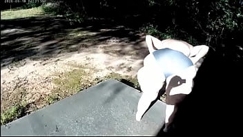 Double panty walk