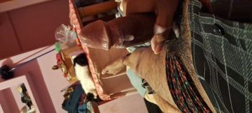 Big Stepdaddy Dick Amateur Masturbation Hand Job Teen Ass