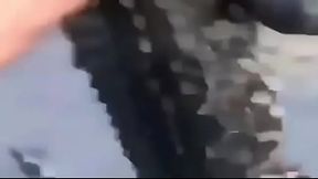 Tiran a un cocodrilo gordo a un barco (sale bien)