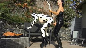 Latex Cow Inspected And Fucked Stage 2 (WMV)