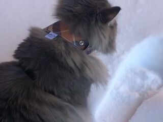 fluffy cat in winter