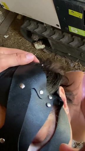 Super Hot Farm Inspector MILF Straight Ass Fucked to Avoid a Contract Penalty