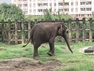 Elephants of Saigon. Vietnam