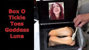 Box O Silly Toes Goddess Luna - POV Foot Tickling With Male Tickling Female Feet MP4