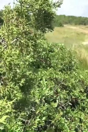 Sasha Rose and Daniella Margot hot outdoor lesbian action