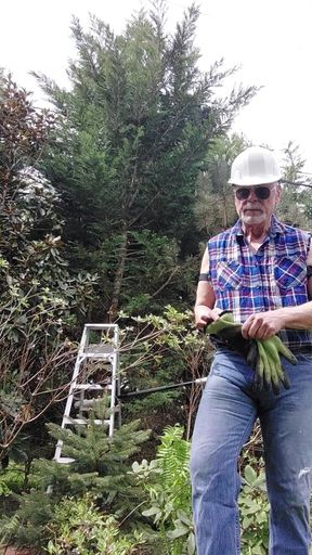 Taking down tree limbs and branches