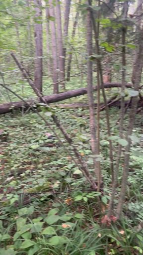 Finished on a Walk in the Forest