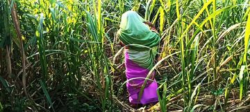 Friend's new daughter-in-law gets banged raw in sugarcane field by her hubby's best bud