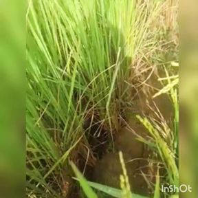 Green Garden Full Sex Video Hasinabegum1234