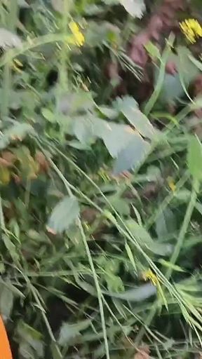 Once Again the Brother-in-law Fucked the New Sister-in-law in the Mustard Field.outdoor Sex