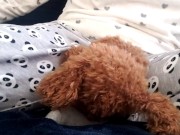 Humping tiny plushie